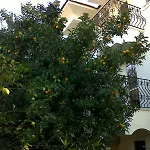 Ant אולודניץ